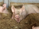 schwein
